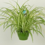 chlorophytum simple.jpg