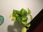 Les feuille du pothos :