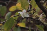 Lonicera fragr.787.JPG