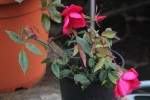 Rosa mutabilis (bouture)-786.JPG