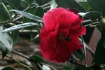 Camelia 'Adolphe Audusson'-785.JPG