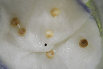 les 3 petits germes <br /><br />je pense qu' une des graines étant plus noire aura du mal à germer (pourrie ?) : on verra bien