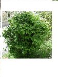 plantes.JPG