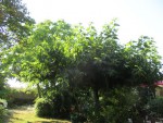 arbres murier et catalpa.jpg
