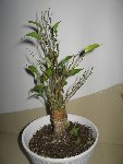 IMG_2023-redim800.JPG