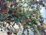 Cotoneaster 18 janvier.JPG