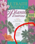 Plante mystère.jpg
