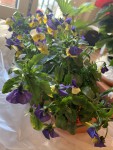 IMG_8942.jpeg