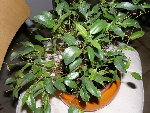 Ficus
