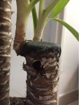Yucca 07.JPG
