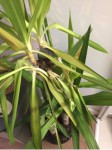 Yucca 03.JPG