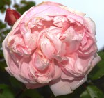 Rose 3.jpg