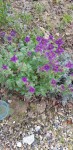 clary sage.jpg