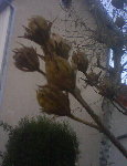 plante inconnue