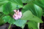 Bergenia-815.JPG