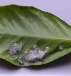 Feuille citronnier