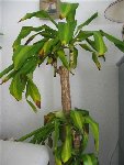 plantes 006 (Small).jpg