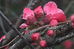 Chaenomeles-820z.JPG