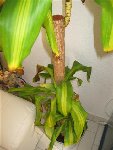 plantes 009 (Small).jpg