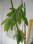 plantes 001 (Small).jpg