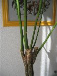 plantes 004 (Small).jpg