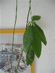 plantes 002 (Small).jpg