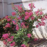 lagerstroemia-indica-lilas-des-indes-fleurs-rouges.jpg