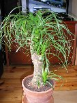 beaucarnea 3 [1024x768].JPG