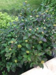 Hortensia Mai 2019
