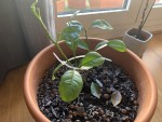 IMG_9018.jpeg