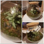 Terrarium