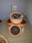 Succulente 1.jpg