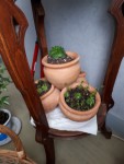 Succulente tripot 1.jpg