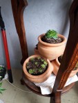 Succulente tripot 1 face gauche.jpg