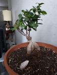 ficus ginseng.jpg