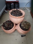 succulente tripot dessechée.jpg