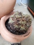 succulente tripot dessechée zoom.jpg