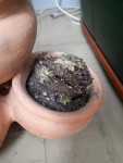succulente morte ou vivante.jpg