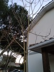 Arbre Bruce.jpg