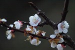 Prunus persica 1.JPG