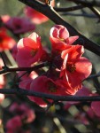 Chaenomeles speciosa, Cognassier splendide 2020.JPG