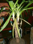 Plantes 002.jpg