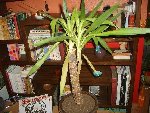Plantes 001.jpg
