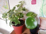 plante 1