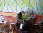 Plante 2