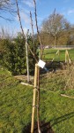 cerisier arbre.jpg