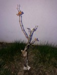 IMG_9012.jpg