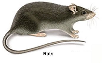 Rat.jpg