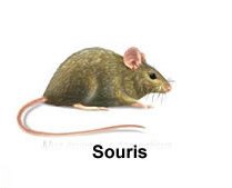 souris.jpg