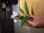 IMG_8632.JPG